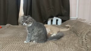 Диванные игры: Два кота в действии