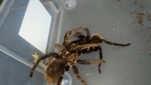 Парим Xenesthis immanis / Xenesthis immanis mating. Разводим птицеедов