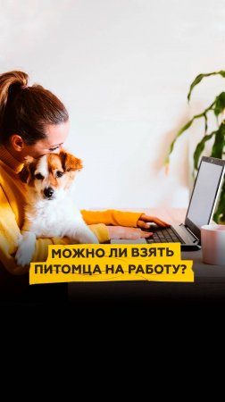 Можно ли взять питомца на работу?