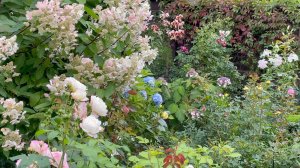 Август в Саду 30 августа 2023 часть 3