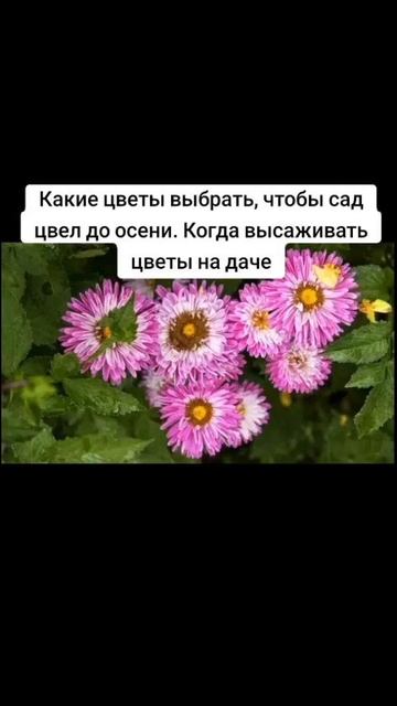 Какие цветы выбрать, чтобы сад цвел до осени. смотреть онлайн