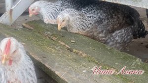 Куры скоро съедят ступень. Или куры - дятлы