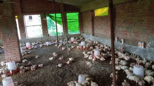 poultry farm shed construction/poultry farm business plan/poultry farm business/poultry/poultry far