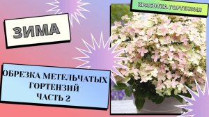 Зима и обрезка метельчатых гортензий. Часть 2 🌿🌺🌿
