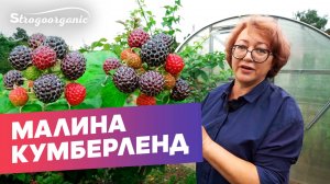 Малина Кумберленд: не болеет и всегда плодоносит / Ученицы Strogoorganic