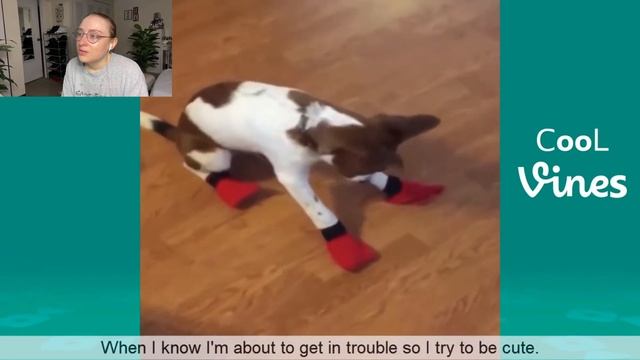 TRY NOT TO LAUGH: CATS & DOGS EDITION
