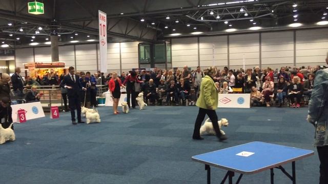 WHWT Male Finale open Class - World Dog Show LEIPZIG 2017