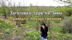 Примула лекарственная. Заготовка трав на зиму.