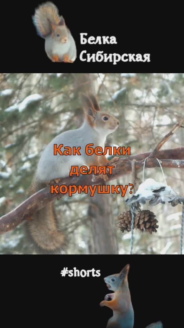 Белки-одиночки на лесной кормушке