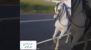 ТАНЦУЮЩИЕ ЛОШАДИ