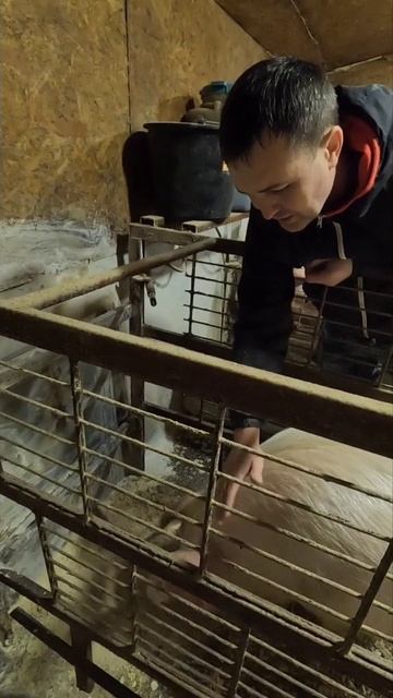 Первый раз поставил свинку в станок для опороса 😱 смотреть онлайн