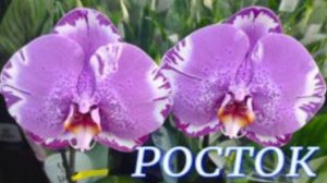 №1012/ СВЕЖАЯ поставка ШИКАРНЫХ орхидей в с/ц РОСТОК
