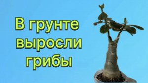 В грунте адениума разрослась грибница. Запахло грибами. Что делать? 30 января 2025 г.