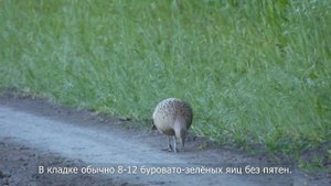 Фазан и самка фазана гуляют по тропинкам в подлеске