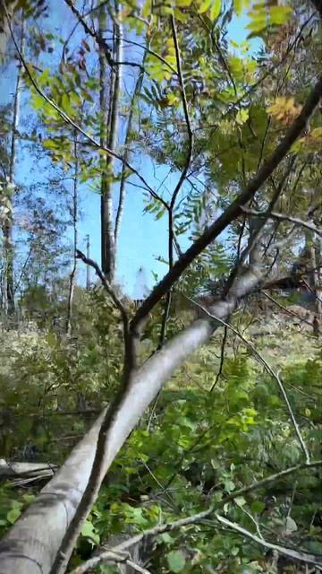 Мастер-класс от VICTORA!  #арбористика #москва #treework #арборист #благоустройство  #спилдерева
