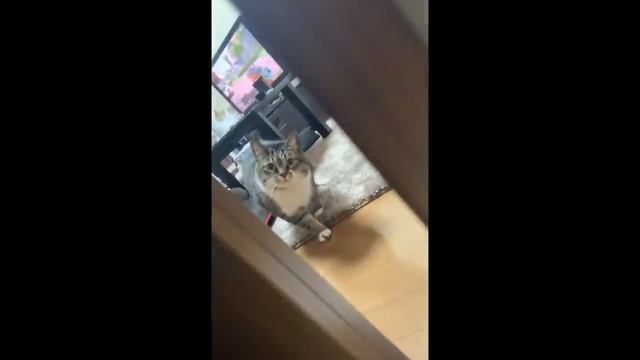 UNUSUAL COMPILATION 293