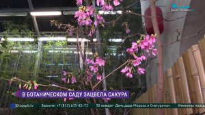 В Ботаническом саду зацвела сакура