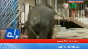 Слоны пьяницы