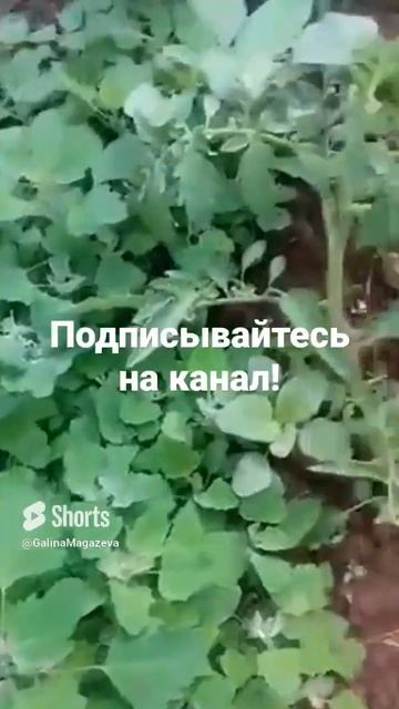 Эффект мульчи! Как и зачем мульчировать  О пользе мульчи читайте в моей книге  Ссылка в комментах!
