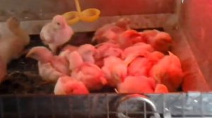 Мускусные утята и цыплята в брудере