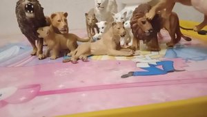 обзор на Мой прайд Львов.