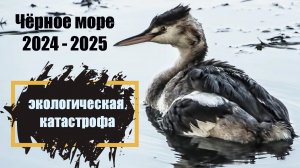 Экологическая катастрофа и гибель птиц на Черном море 2024-2025.