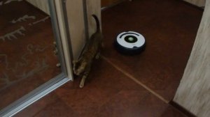 Котята атакуют робот-пылесос