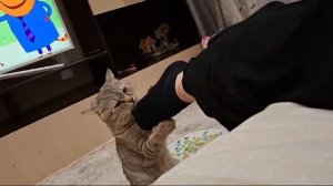 Кот понюхал носки..