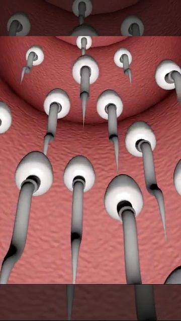 Human Reproduction (3D Animation)
