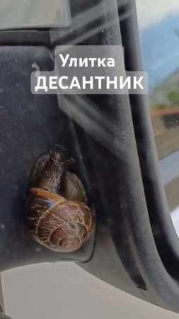 Знакомьтесь улитка Десантник #семейныйканалнаютуб #животные #природа