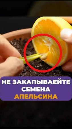 ЧТО вы увидите после закапывания СЕМЯН АПЕЛЬСИНА？ #апельсин #выращивание