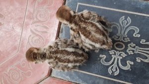 Чучаи Кабки имсола || Yavru Keklik Sesi||  Цыплята каменной КУРОПАТКИ