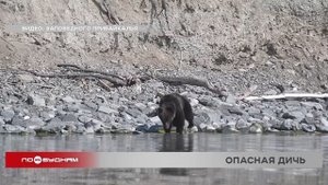 Смертельно опасную инфекцию выявили в мясе медведя в Жигаловском районе