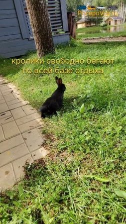 Кролики на базе отдыха