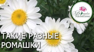 ТАКИЕ РАЗНЫЕ РОМАШКИ