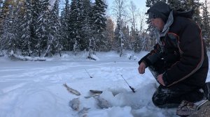 За сорогой на красивую таёжную речку Вынгапур.