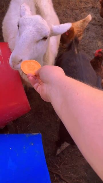 Today we have tomatoes for the chicken and potatoes for the goats #shorts