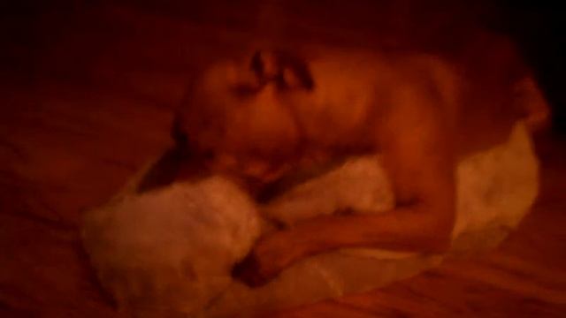 Pitbull sucking on bed смотреть онлайн