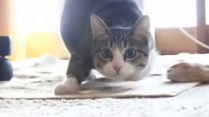 Кот танцует под музыку.