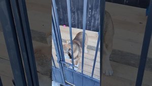 Как разговаривает Алабай. (4 месяца)