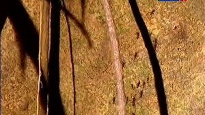 Бродячие муравьи