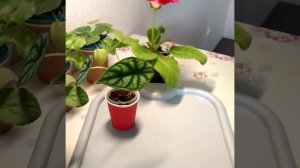 #185 Как посадить клубень алоказии?Фитильный полив