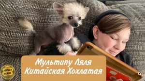 ♥️Мультипу-Ляля♥️#shortsvideo #мультик  #chinesecrested #hairlessdog #puppy