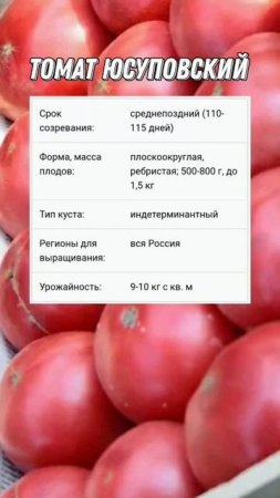 УЗБЕКСКОЕ ЧУДО В РОССИИ