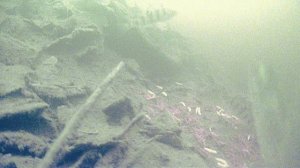 Полет окуня)