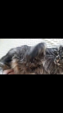 27.02. 21 В конце сам не ожидал))) Мейн кун Сева.#кот #мейнкун