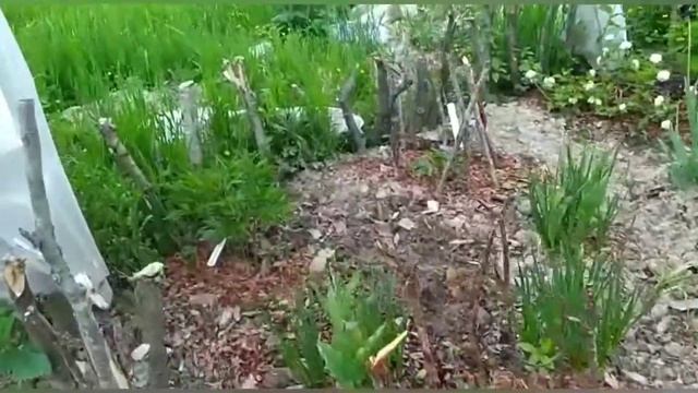 Какие пионы зацвели в первый же год?