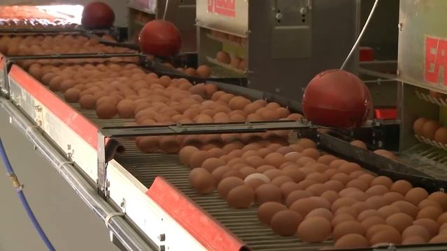 Poultry Farm Egg Production Business - Business For Sale, Gippsland, Victoria; Australia смотреть онлайн