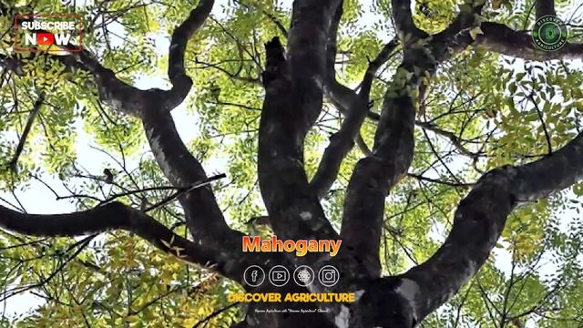 Most Profitable Tree Farming Businesses | Most Expensive Trees | Best Trees to Grow