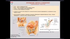 ПОЛОВЫЕ СИСТЕМЫ: ЭМБРИОГЕНЕЗ, АНОМАЛИИ И ПОРОКИ РАЗВИТИЯ (ЛЕКЦИЯ ПО АНАТОМИИ)
